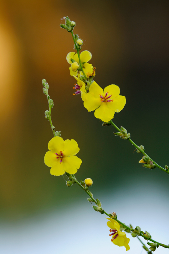 verbascum da determinare